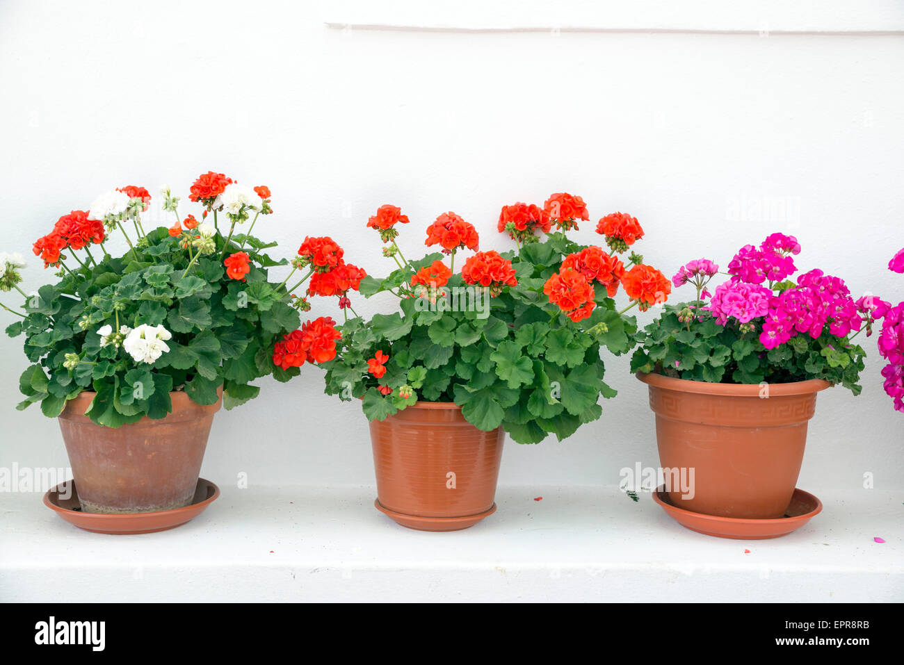 three pots of geraniums in front of a whitewashed wall Stock Photo