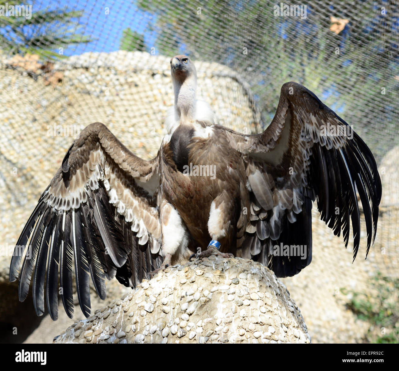 Vulture with huge spread wings Stock Photo Alamy