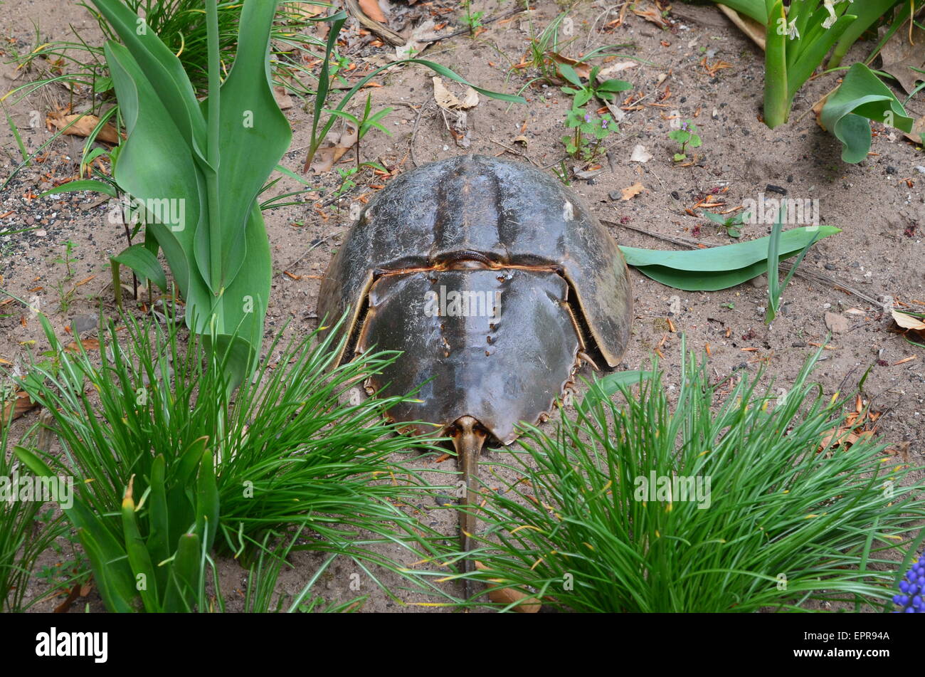 Horseshoe crab decoration in a garden Stock Photo Alamy