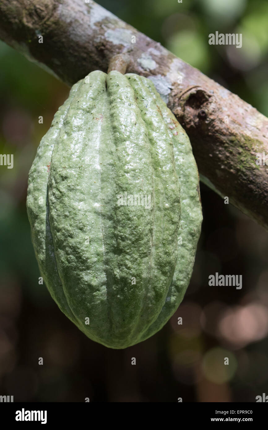 Cocoa pod (Theobroma cacao) Stock Photo