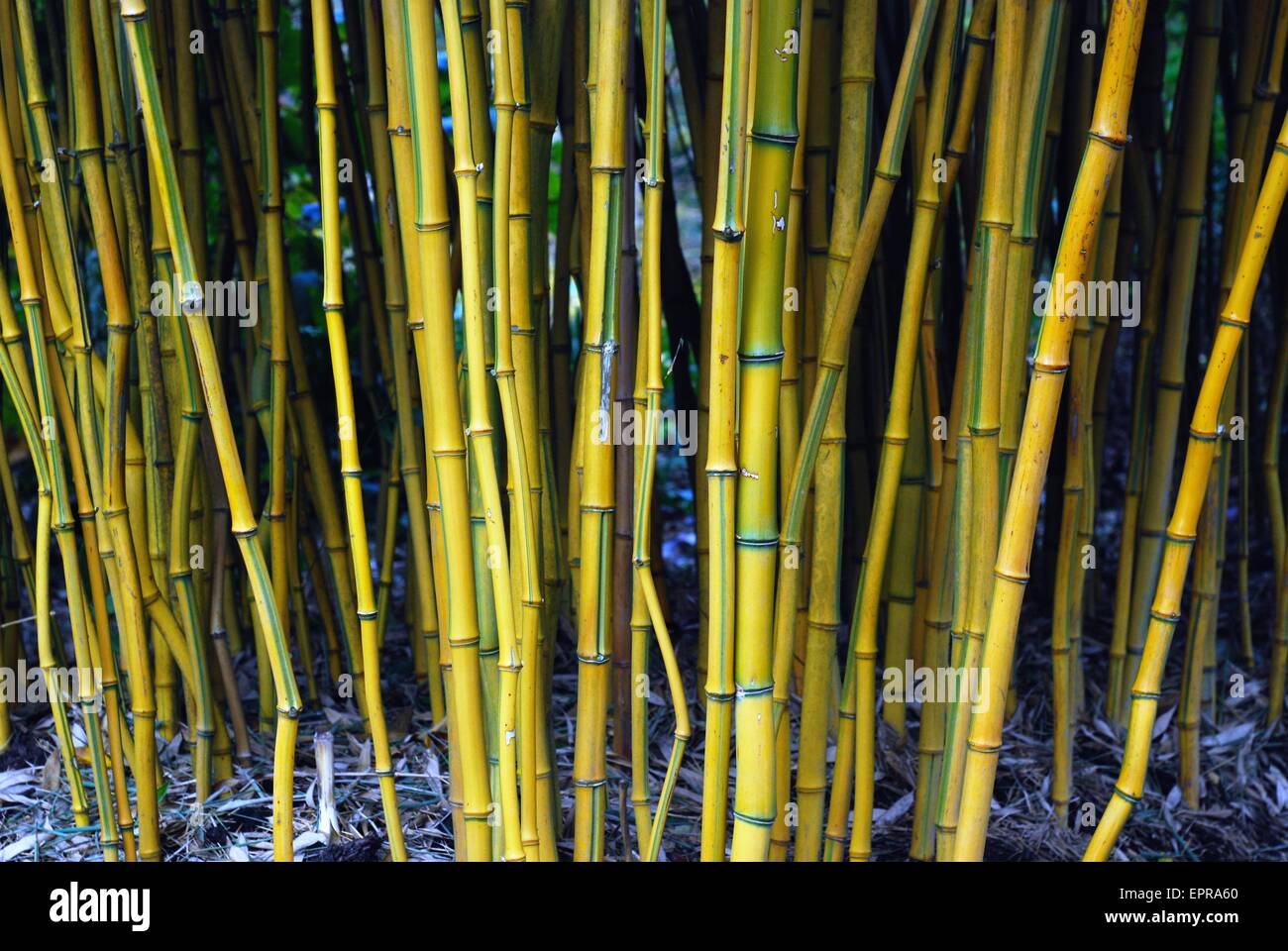 Yellow bamboo - Phyllostachys aureosulcata f. spectabilis Stock Photo
