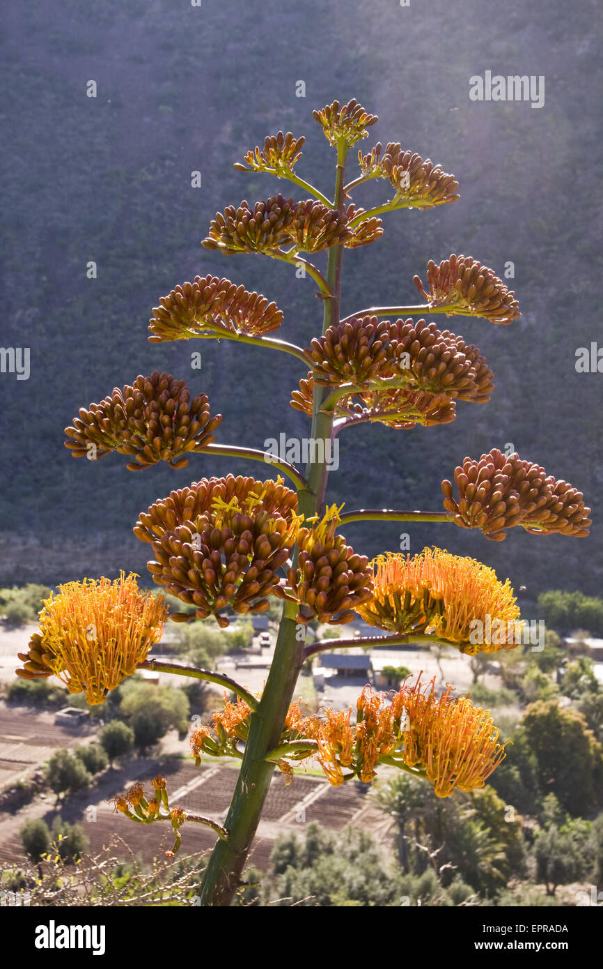 A Century Plant (Agave americana) blooms in the Sierra de Giganta, Baja California, Mexico. Stock Photo