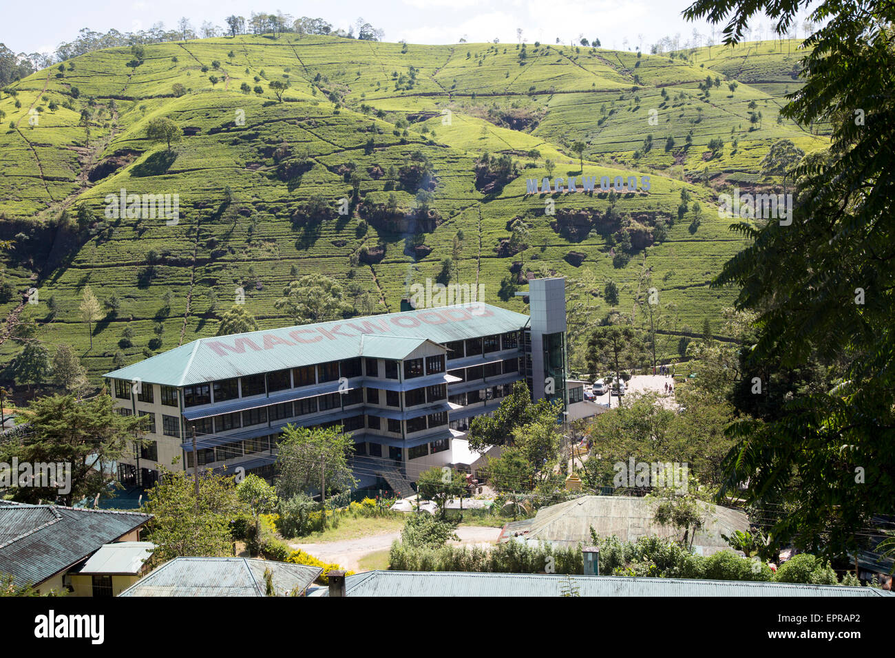 Mackwoods tea estate factory building, Nuwara Eliya, Central Province, Sri Lanka, Asia Stock Photo