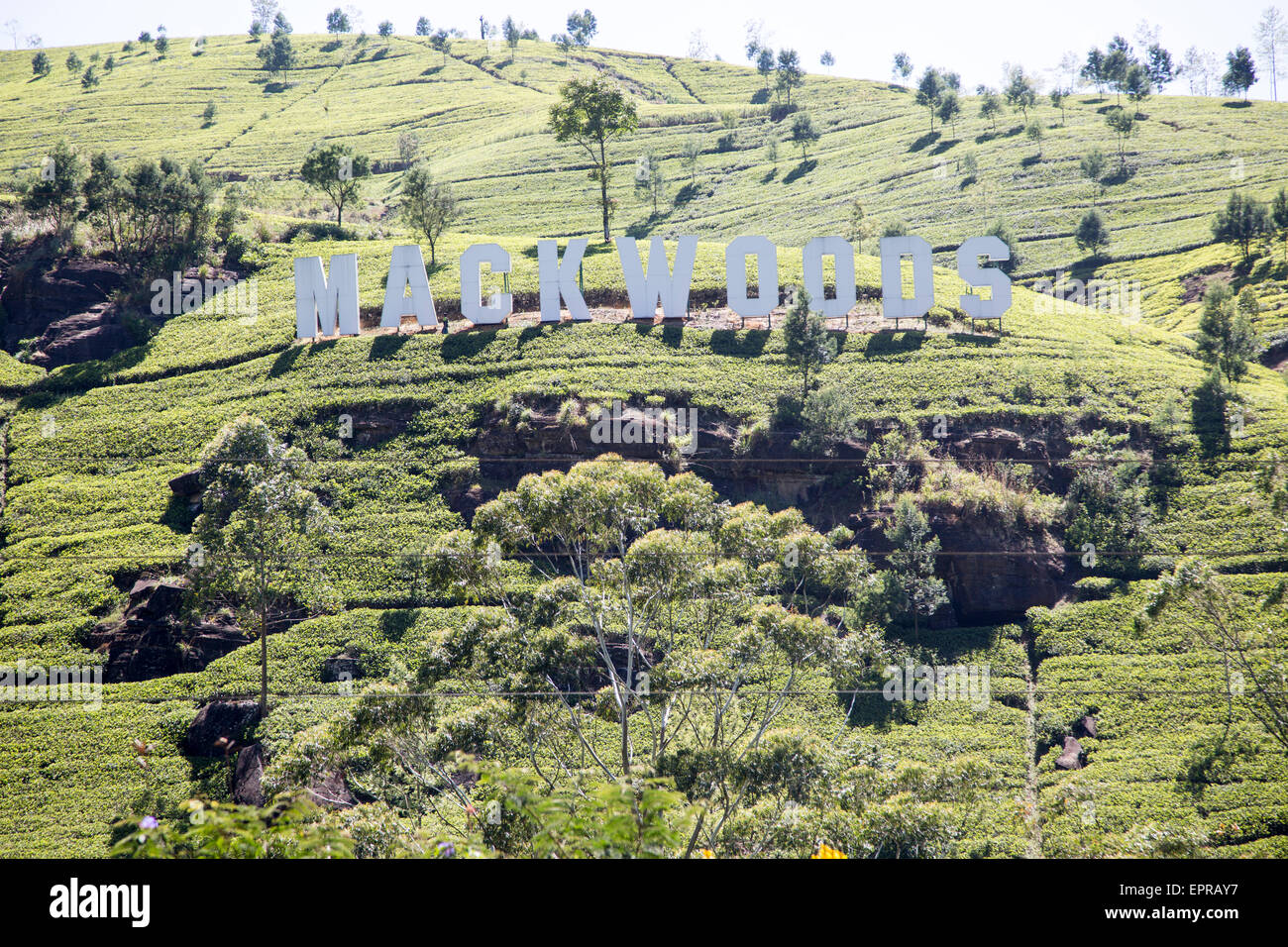 Mackwoods tea estate sign, Nuwara Eliya, Central Province, Sri Lanka, Asia Stock Photo