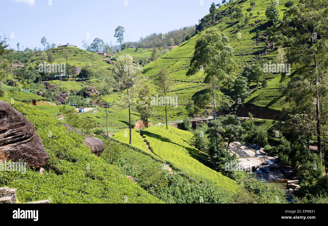 Mackwoods tea estate, Nuwara Eliya, Central Province, Sri Lanka, Asia Stock Photo