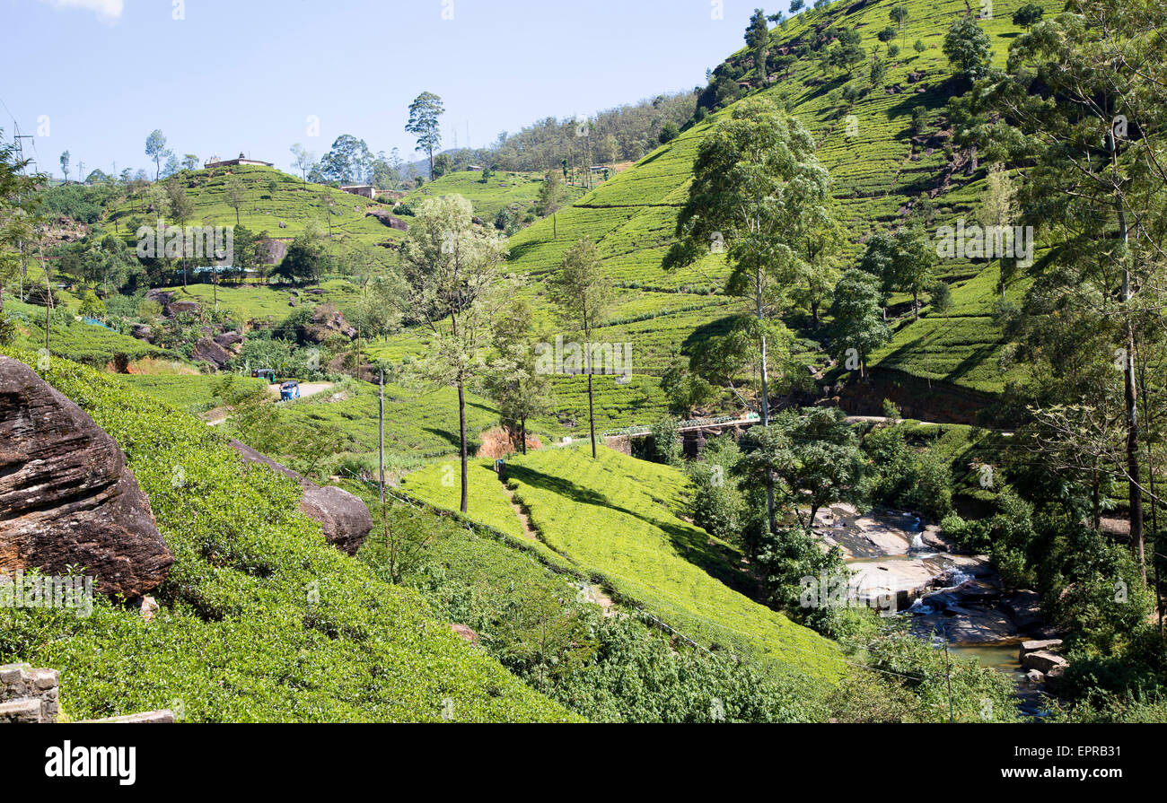 Mackwoods tea estate, Nuwara Eliya, Central Province, Sri Lanka, Asia