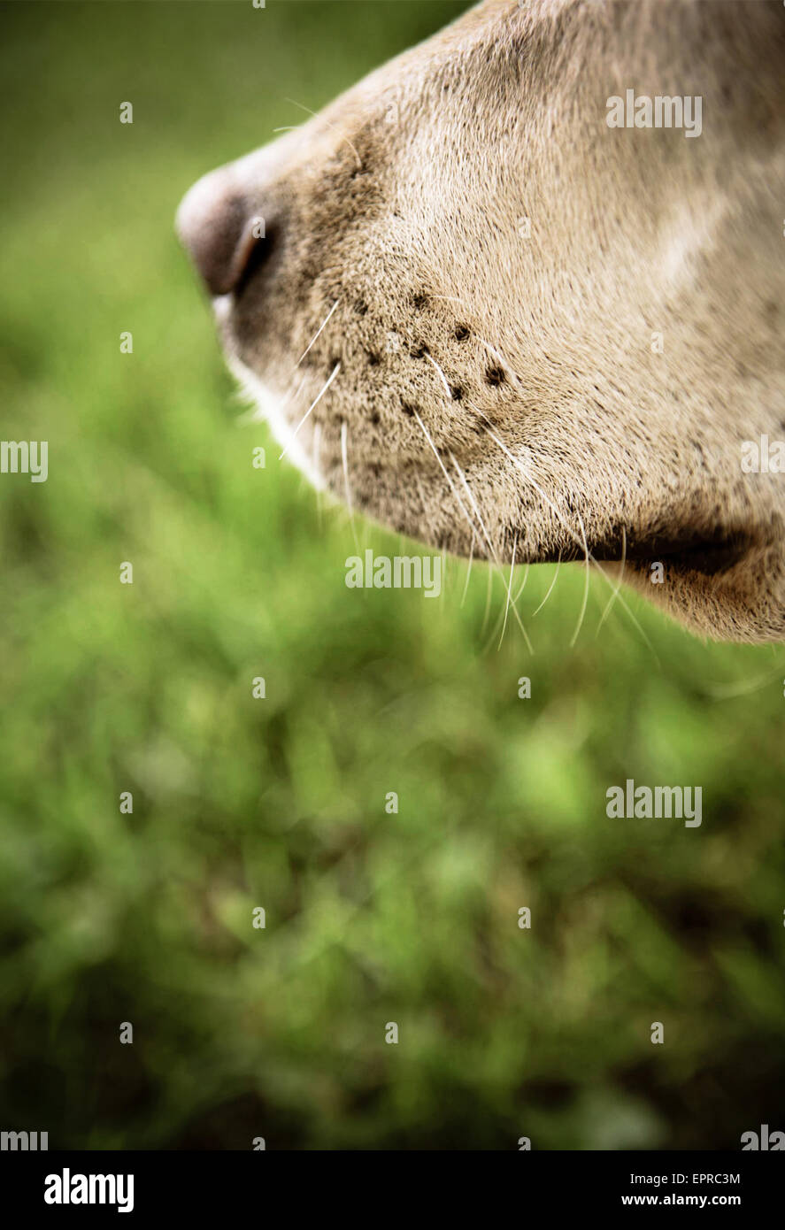 A dog lays in the grass  on a Missouri Farm May 5, 2008. Stock Photo