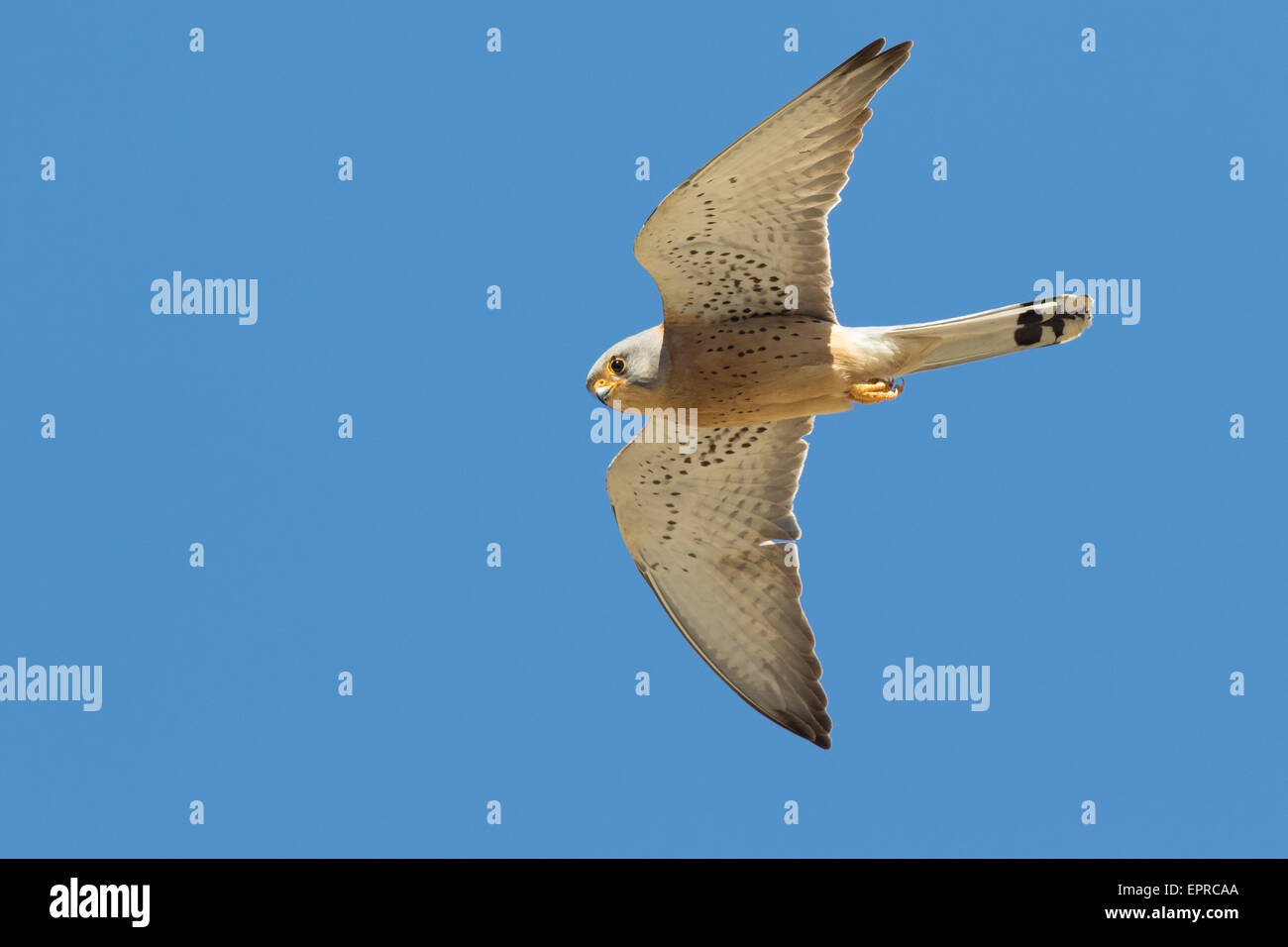 male Lesser Kestrel (Falco naumanni) in flight Stock Photo