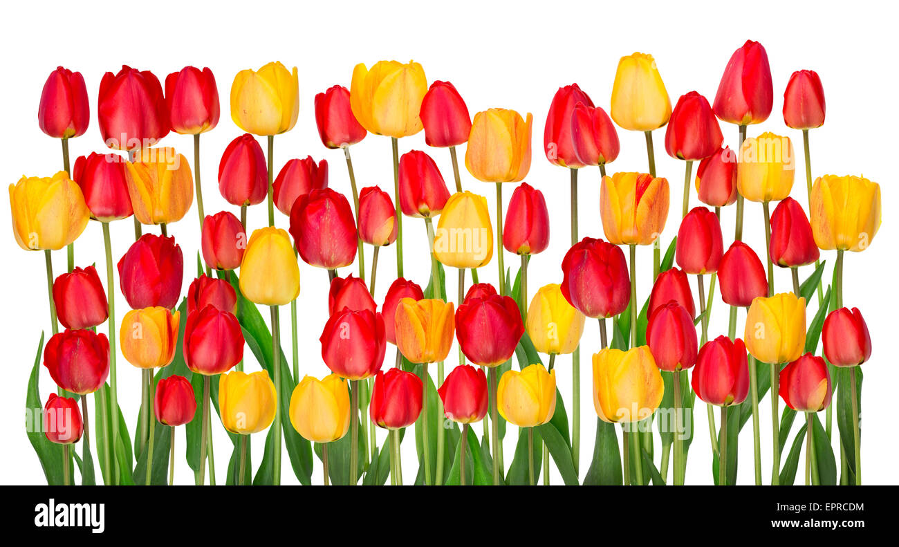 Big springs red and yellow tulips flowers line border grow on bed. Isolated on white collage Stock Photo