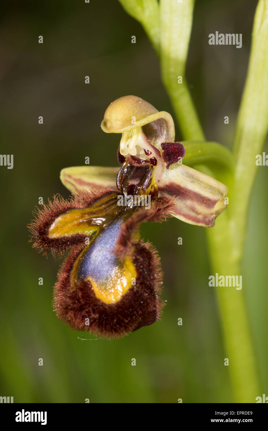 Mirror Orchid (Ophrys speculum) flower Stock Photo