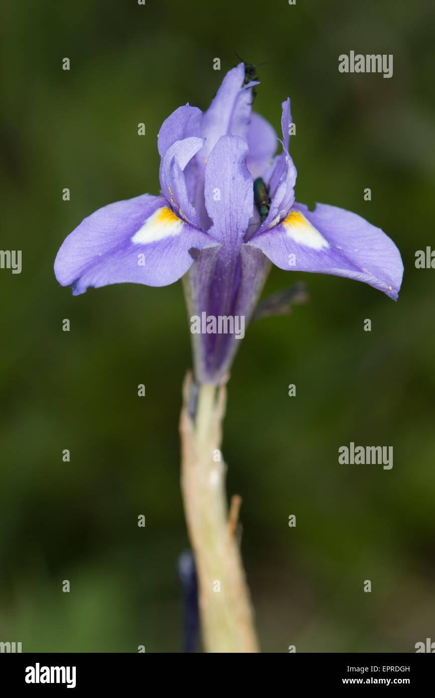 Barbary Nut (Gynandriris sisyrinchium) Stock Photo