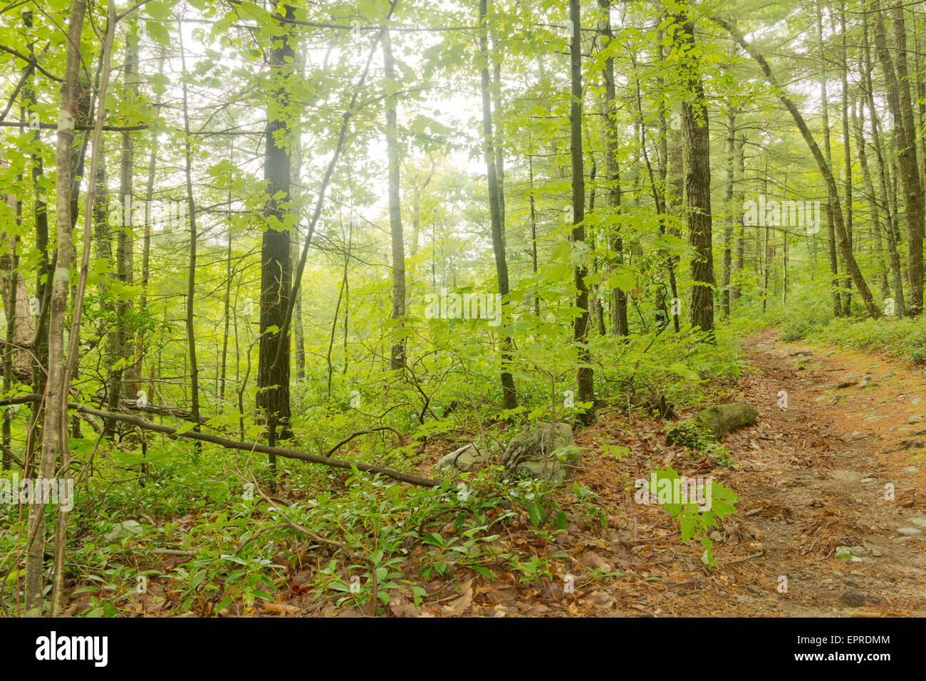 Lush foliage surrounds hi-res stock photography and images - Alamy