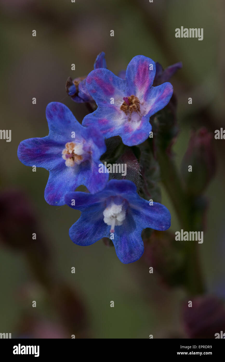 Large Blue Alkanet (Anchusa azurea) flower Stock Photo