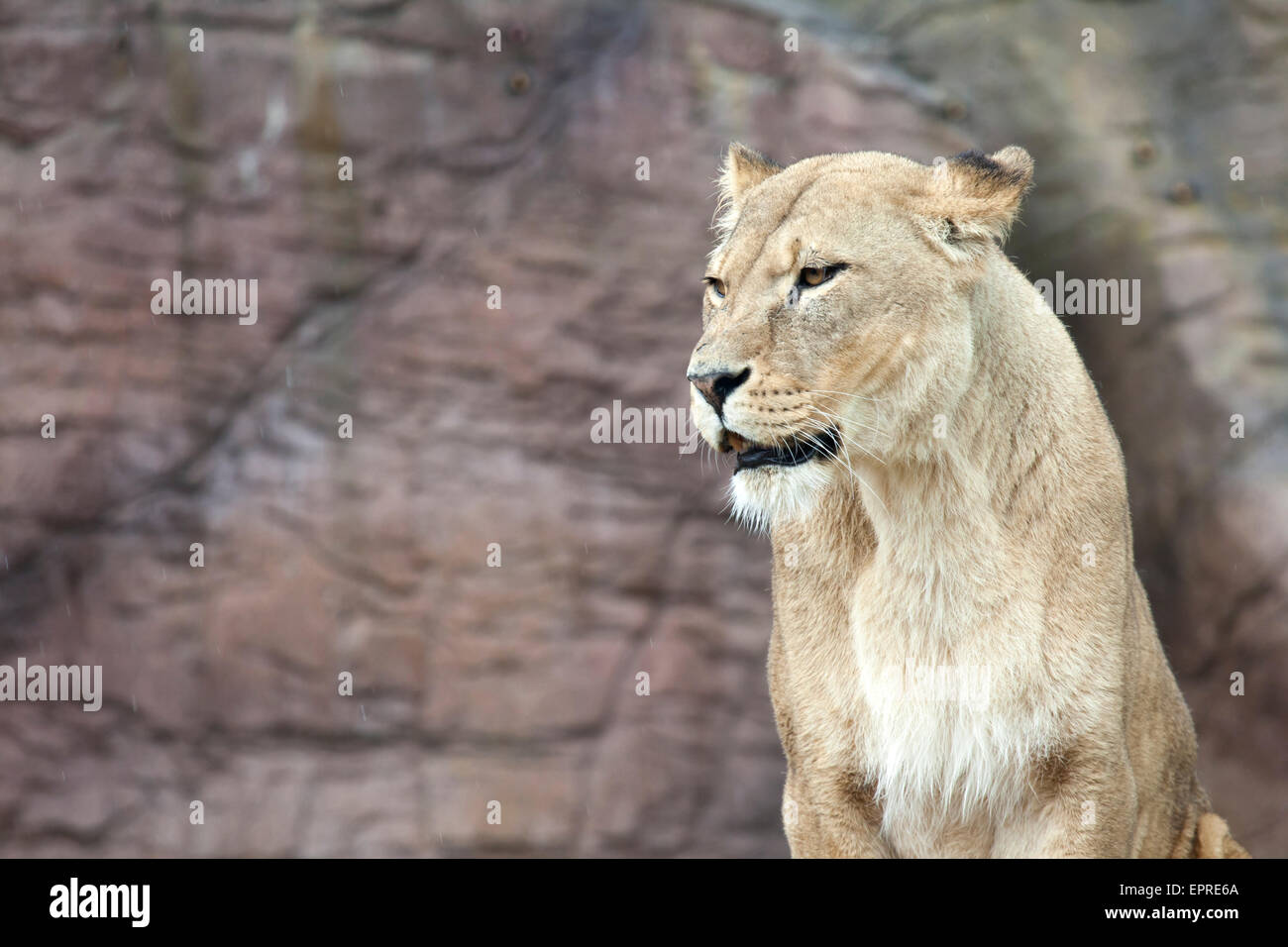 A landscape view of an African Lioness with space on left for text Stock Photo