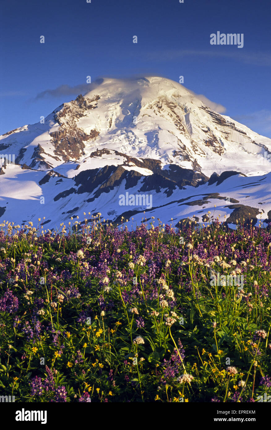 Wildflowers glow in the late evening light in front of the north face of Mt. Baker, in the Mt. Baker Wilderness, Washington. Stock Photo