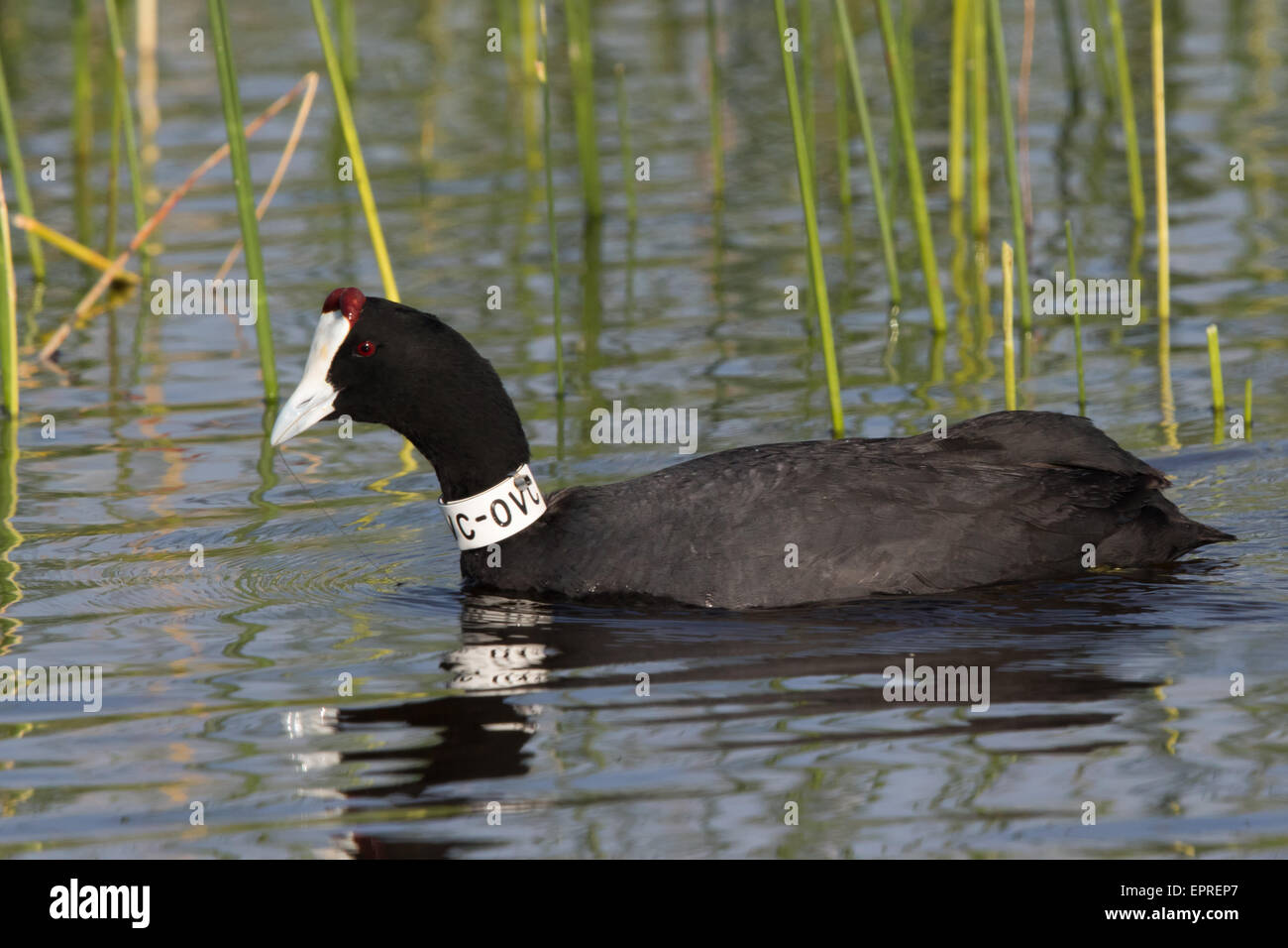 Red-knobbed Coot (Fulica cristata) with a neck collar (Donana re-introduction scheme) Stock Photo