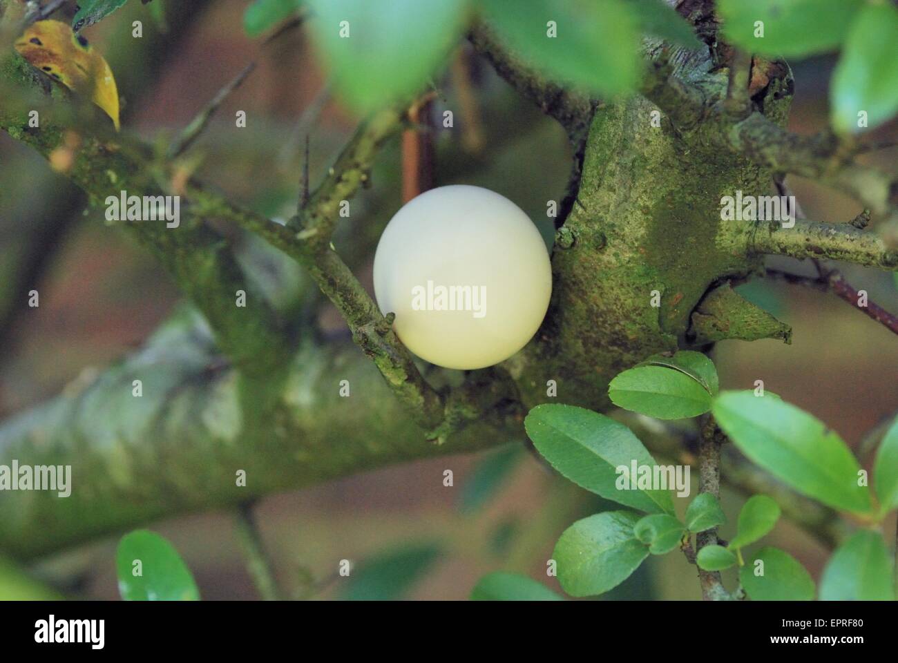 Birds egg fallen from the nest caught in branches below Stock Photo Alamy
