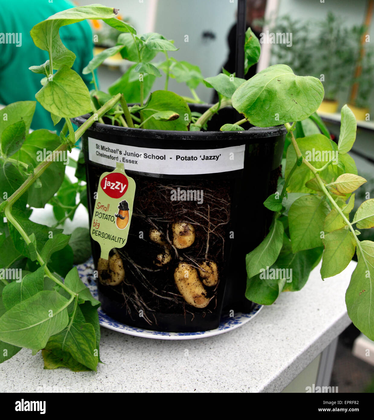 Potato Jazzy grown by St Michael's Junior School pupils RHS Chelsea Flower Show 2015 Stock Photo