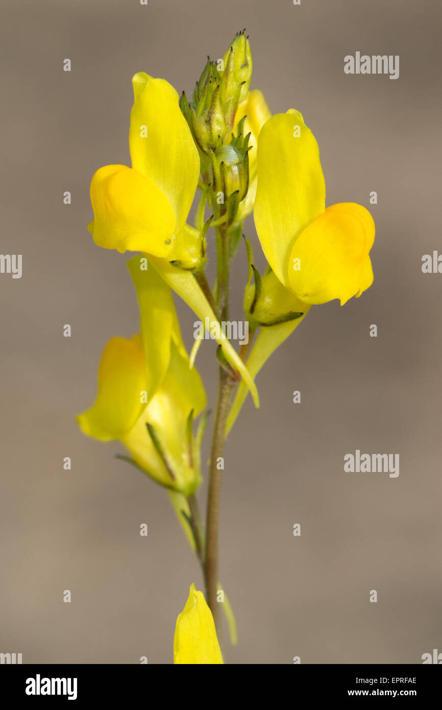 Common Toadflax (Linaria vulgaris) flower Stock Photo