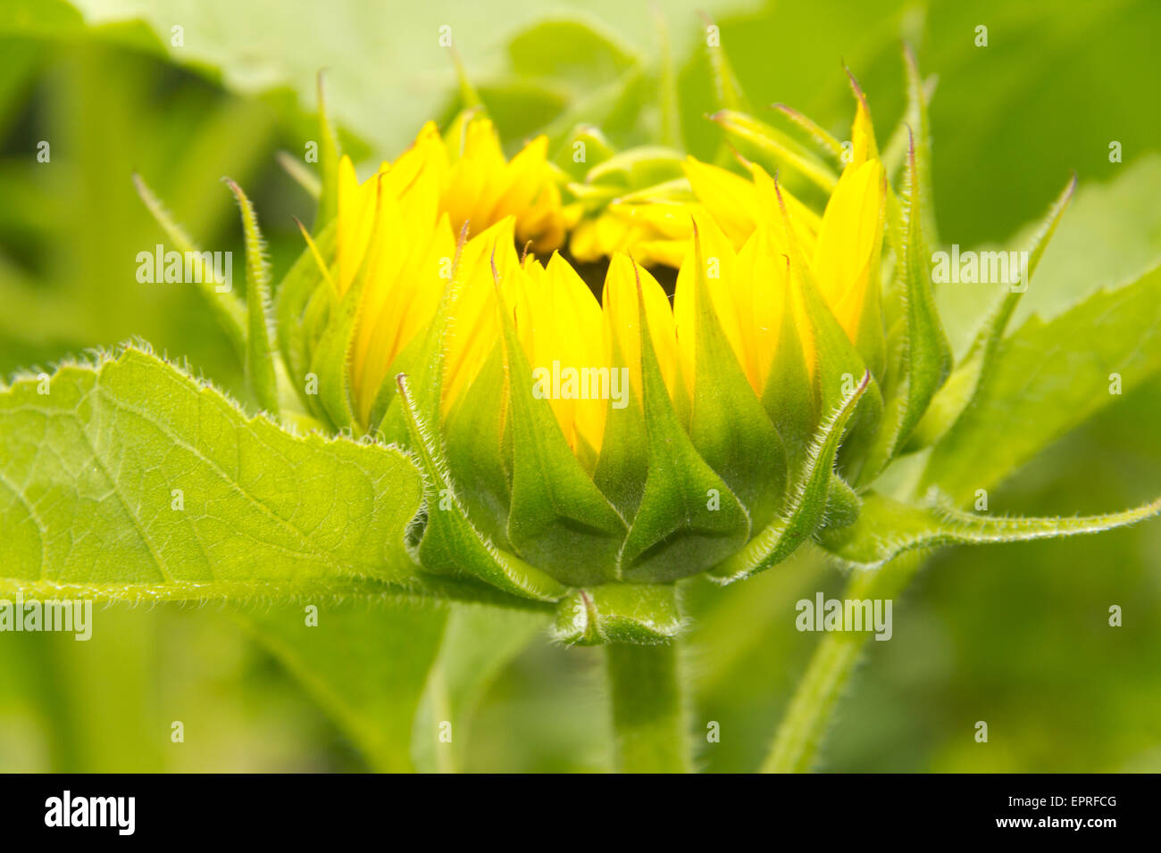 A sunflower prebloom getting ready to soak in some sunlight Stock Photo