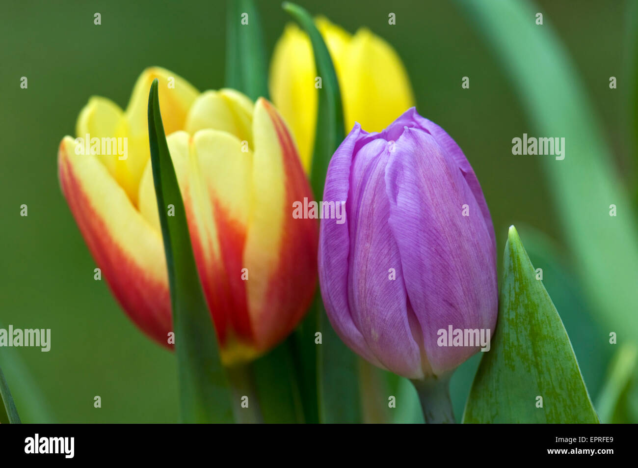 Brightly coloured tulips Stock Photo