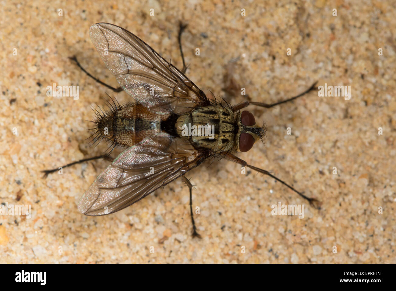 Dexia rustica (Tachinidae) fly resting on sand Stock Photo