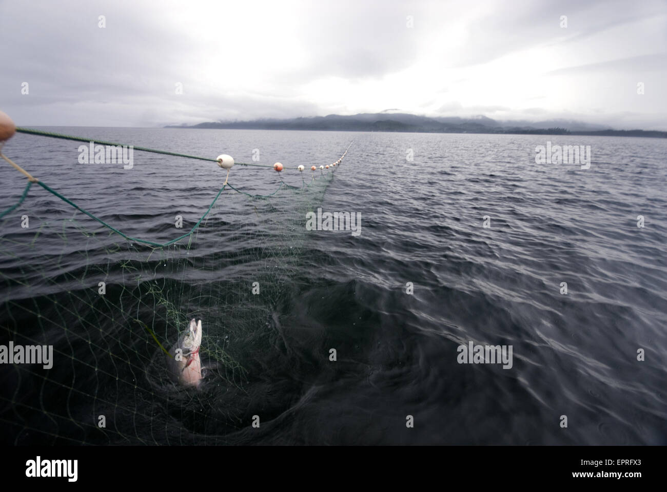 Fish caught in net hi-res stock photography and images - Alamy