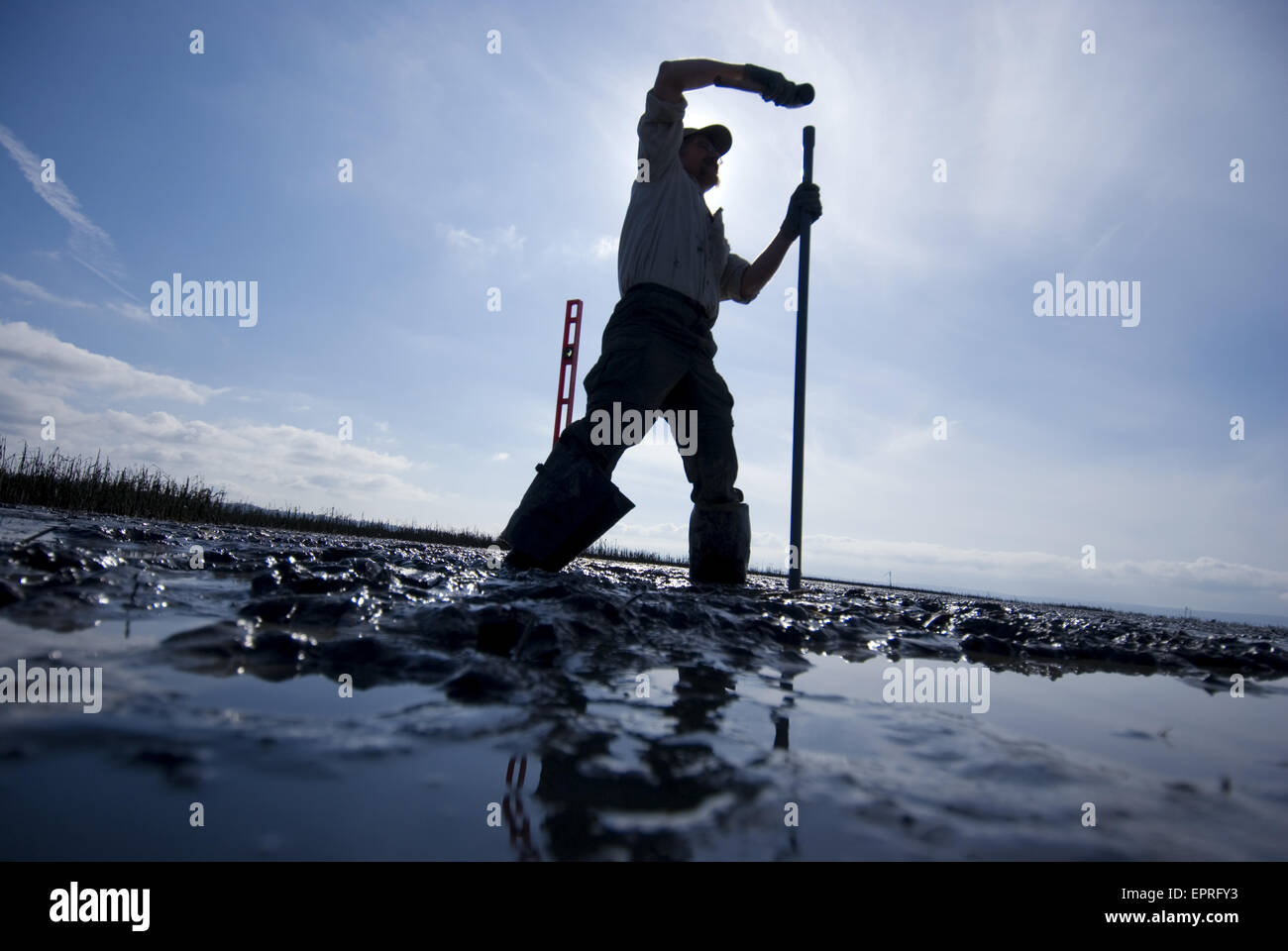 Installing a sediment gauge in the tidal mud at the Port Susan Bay, WA Stock Photo