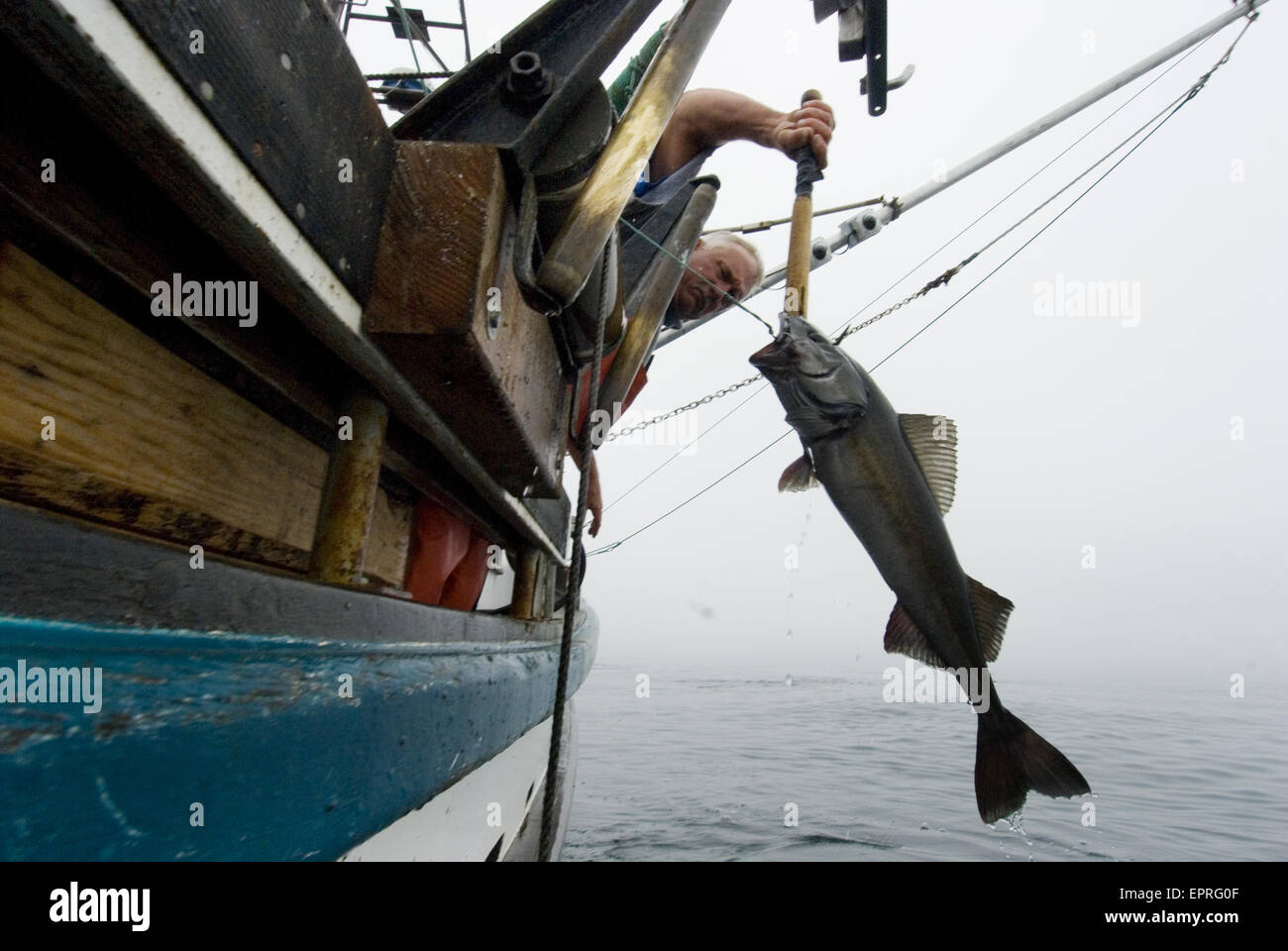 Sustainable fishing for Sable Fish or Stock Photo