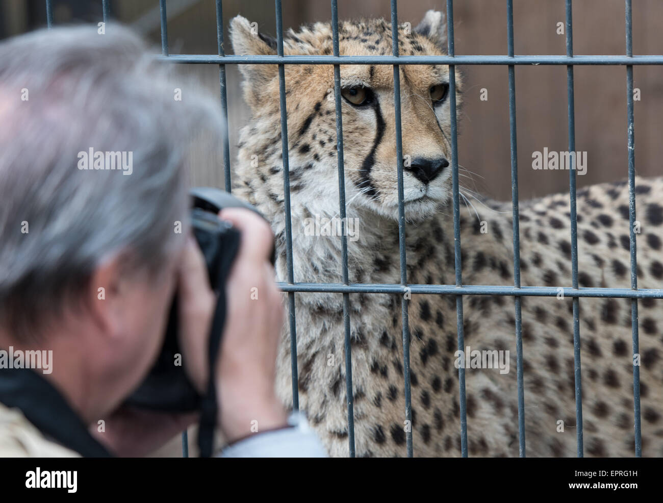 A Cheetah Looks Out Of Its Enclosure At Zookeeper Renato Rafael's ...