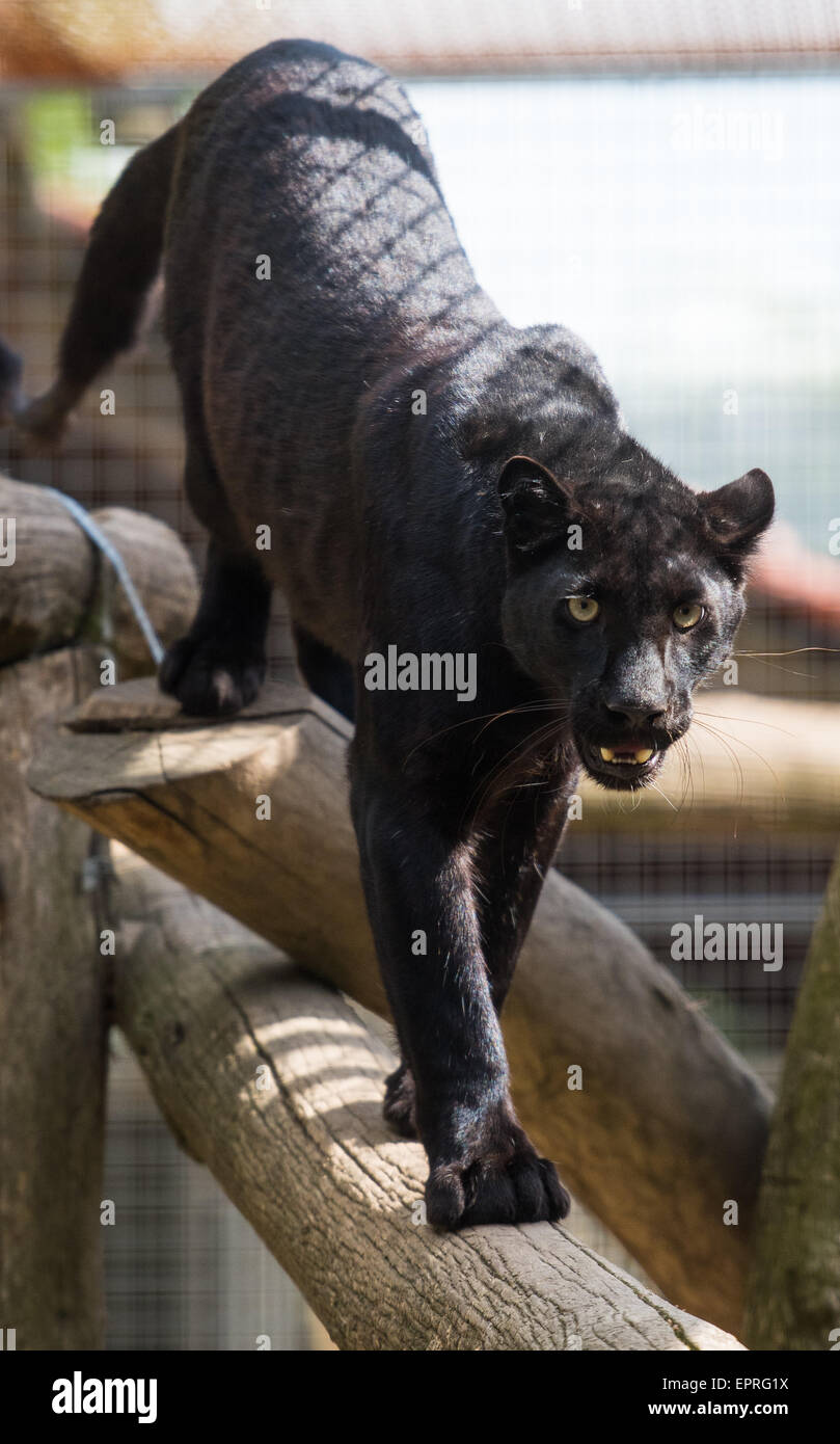 Breeding of snow leopards hi-res stock photography and images - Alamy