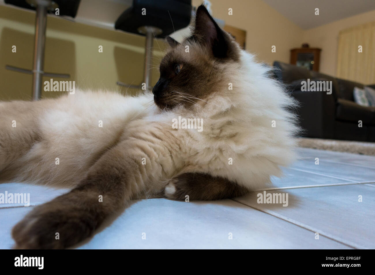 ragdoll house
