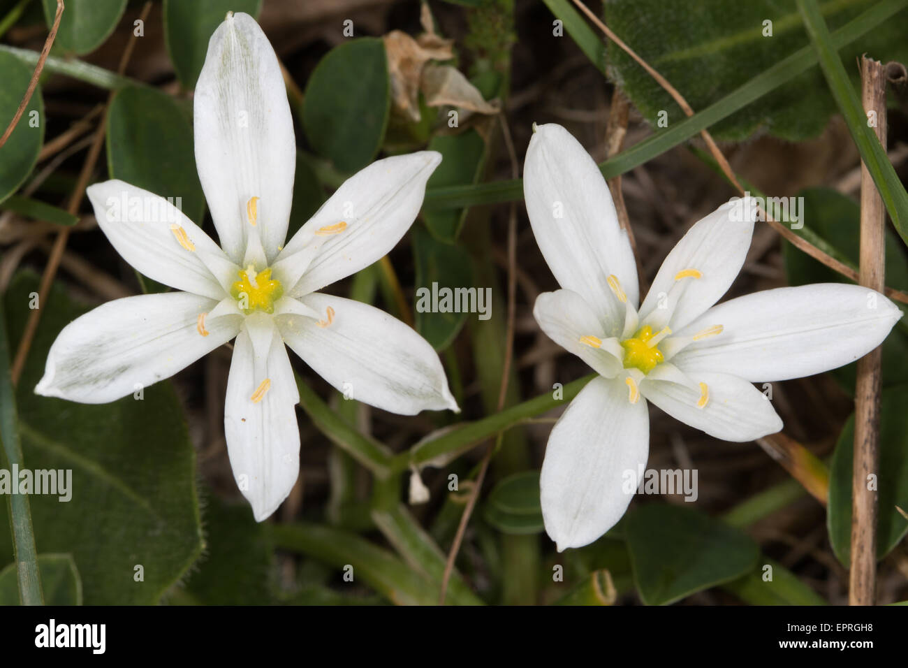 Star-of-Bethlehem (Ornithogalum umbellatum) Stock Photo