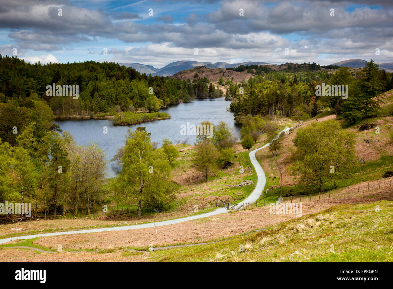 The circular path around Tarn Hows, near Hawkshead Hill, Lake District, Cumbria Stock Photo