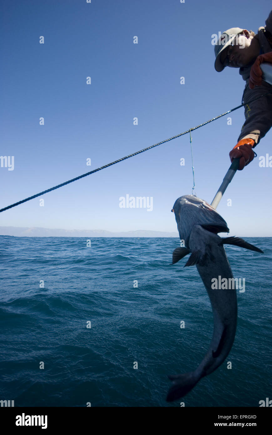 Sustainable fishing for Sable fish, offshore, Big Sur, CA Stock Photo