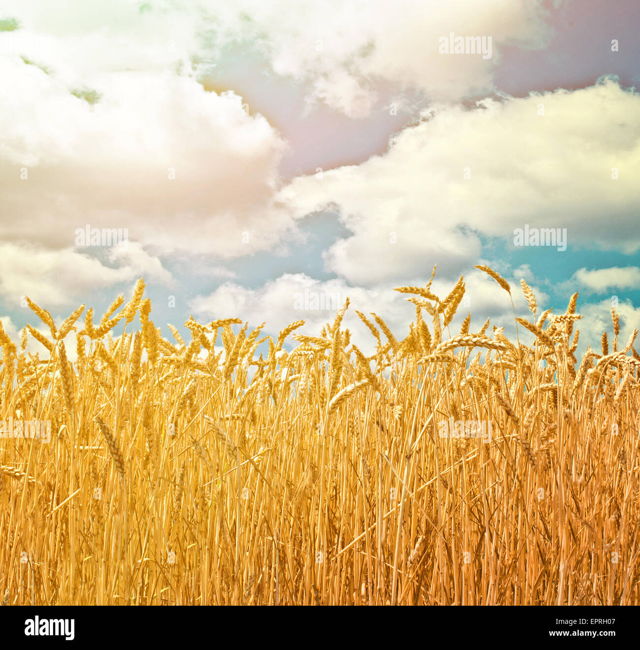 Wheat field and blue sky with clouds Stock Photo - Alamy