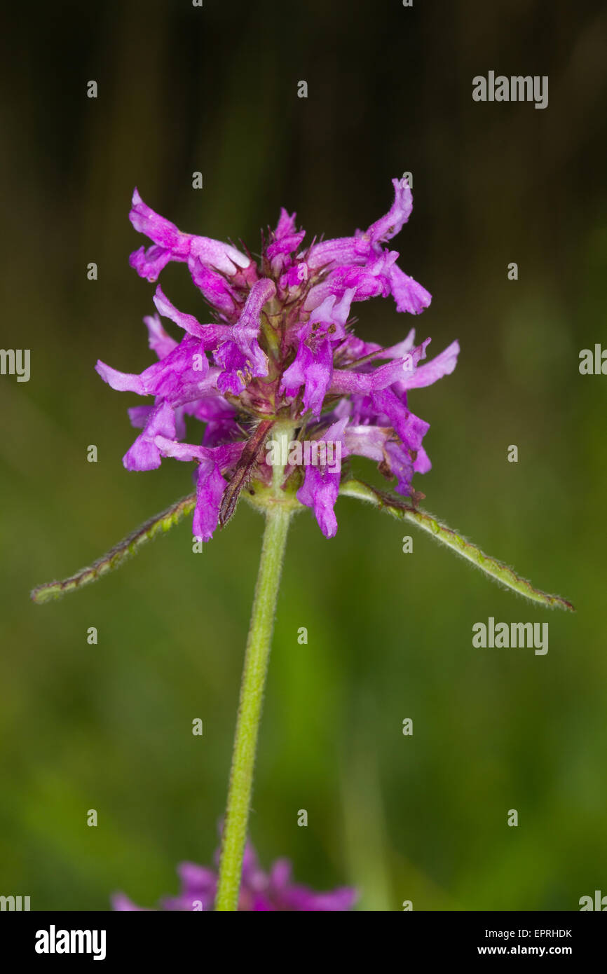 Betony (Stachys officinalis) flower Stock Photo