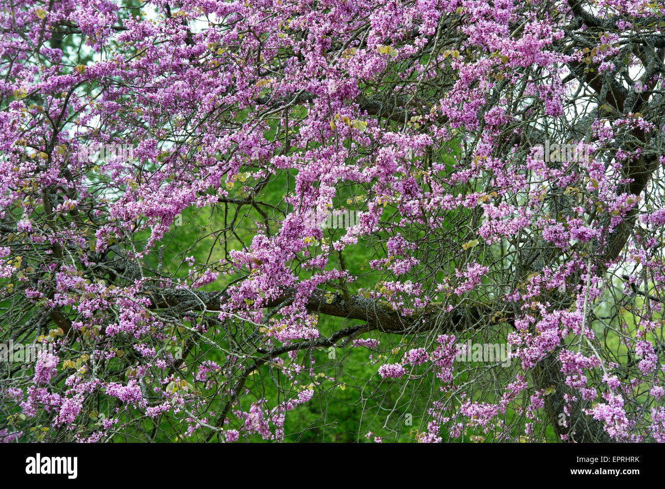 Cercis siliquastrum. Judas tree flowering at RHS Wisley gardens, Surrey, England Stock Photo