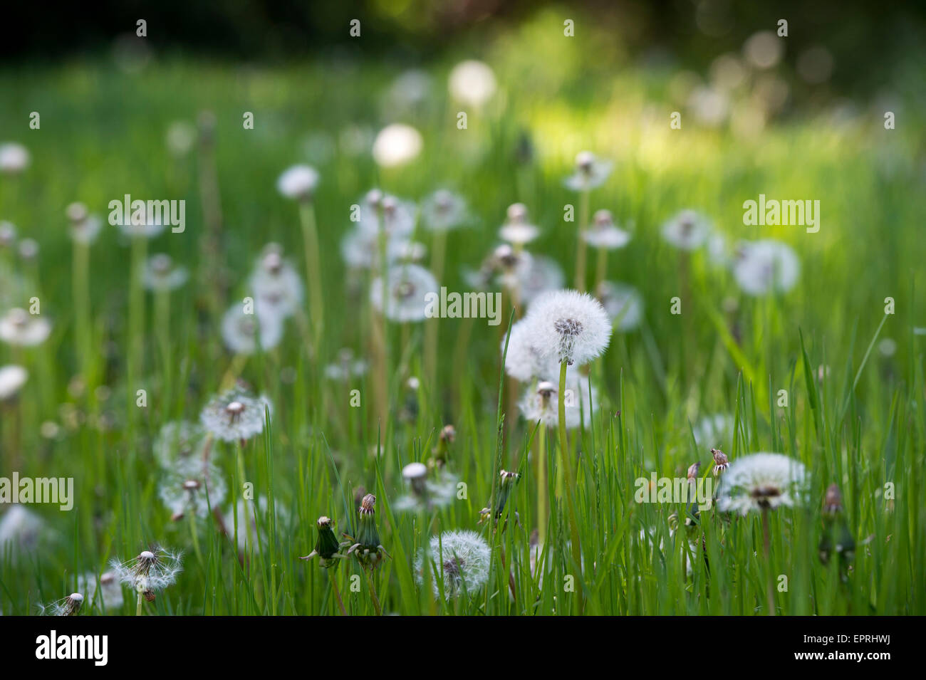 Dandelions gone to seed in grass in the english countryside. UK Stock Photo