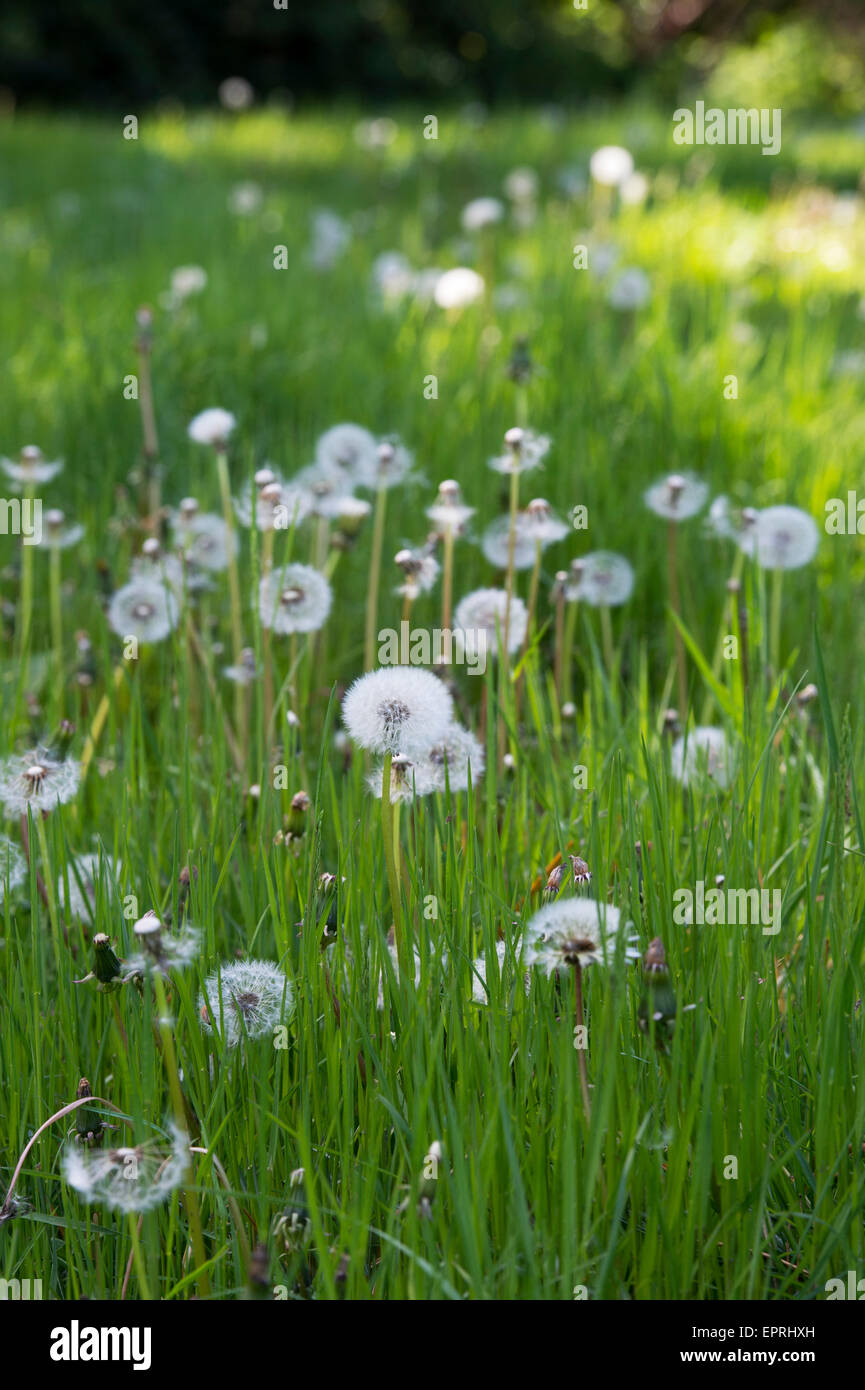 Dandelions gone to seed in grass in the english countryside. UK Stock Photo