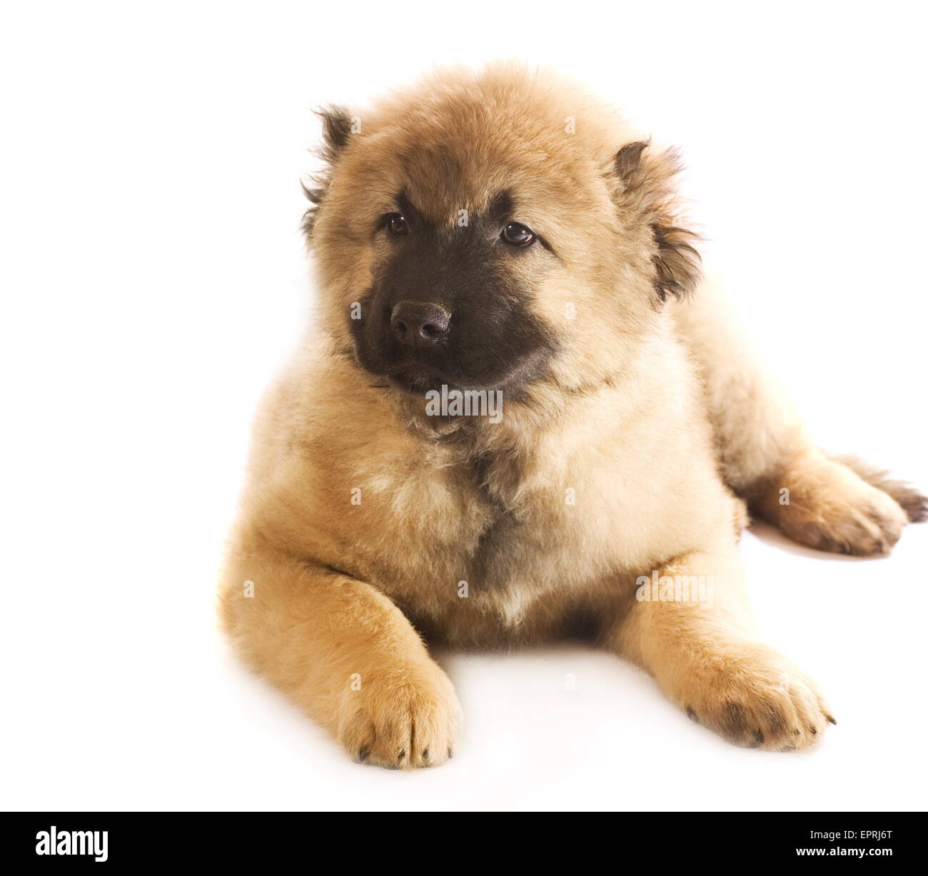 Снится собака большая добрая овчарка. Сенбернар. Московская сторожевая овчарка. Грустная собака. Длинношерстный сенбернар.