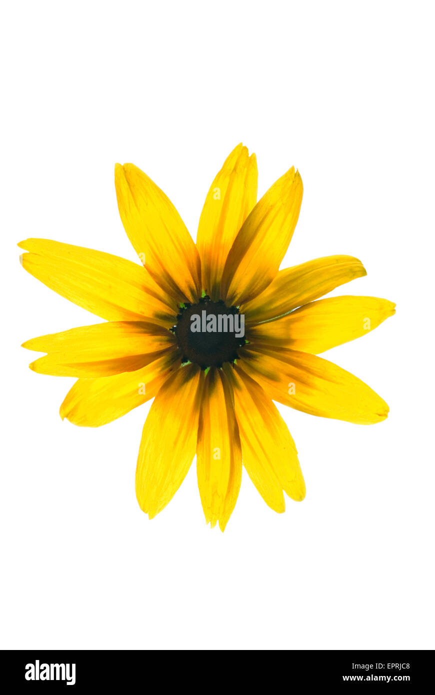 Yellow Flower Isolated On White Background Stock Photo Alamy Yellow Flower Isolated On White Background Stock Photo Alamy