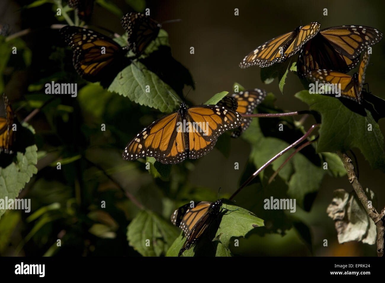 Monarch butterflies (Danaus plexippus) perch in Cerro Pelon Sanctuary for monarch butterflies near Capulin village in Mexico State, Mexico Stock Photo