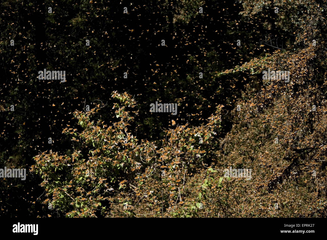 Monarch butterflies (Danaus plexippus) fly in Cerro Pelon Sanctuary for monarch butterflies near Capulin village in Mexico State, Mexico Stock Photo