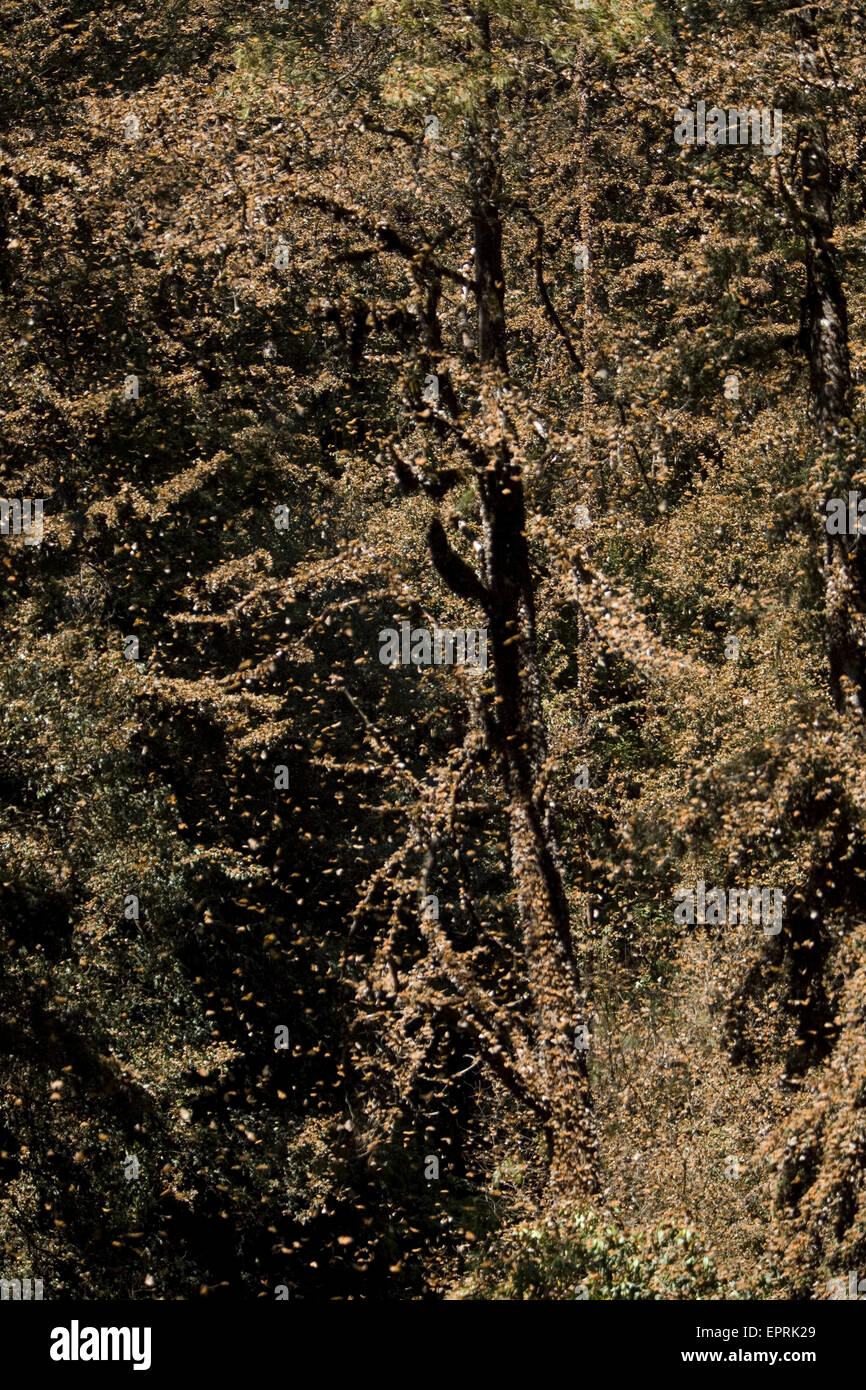 Monarch butterflies (Danaus plexippus) fly in Cerro Pelon Sanctuary for monarch butterflies near Capulin village in Mexico State, Mexico Stock Photo