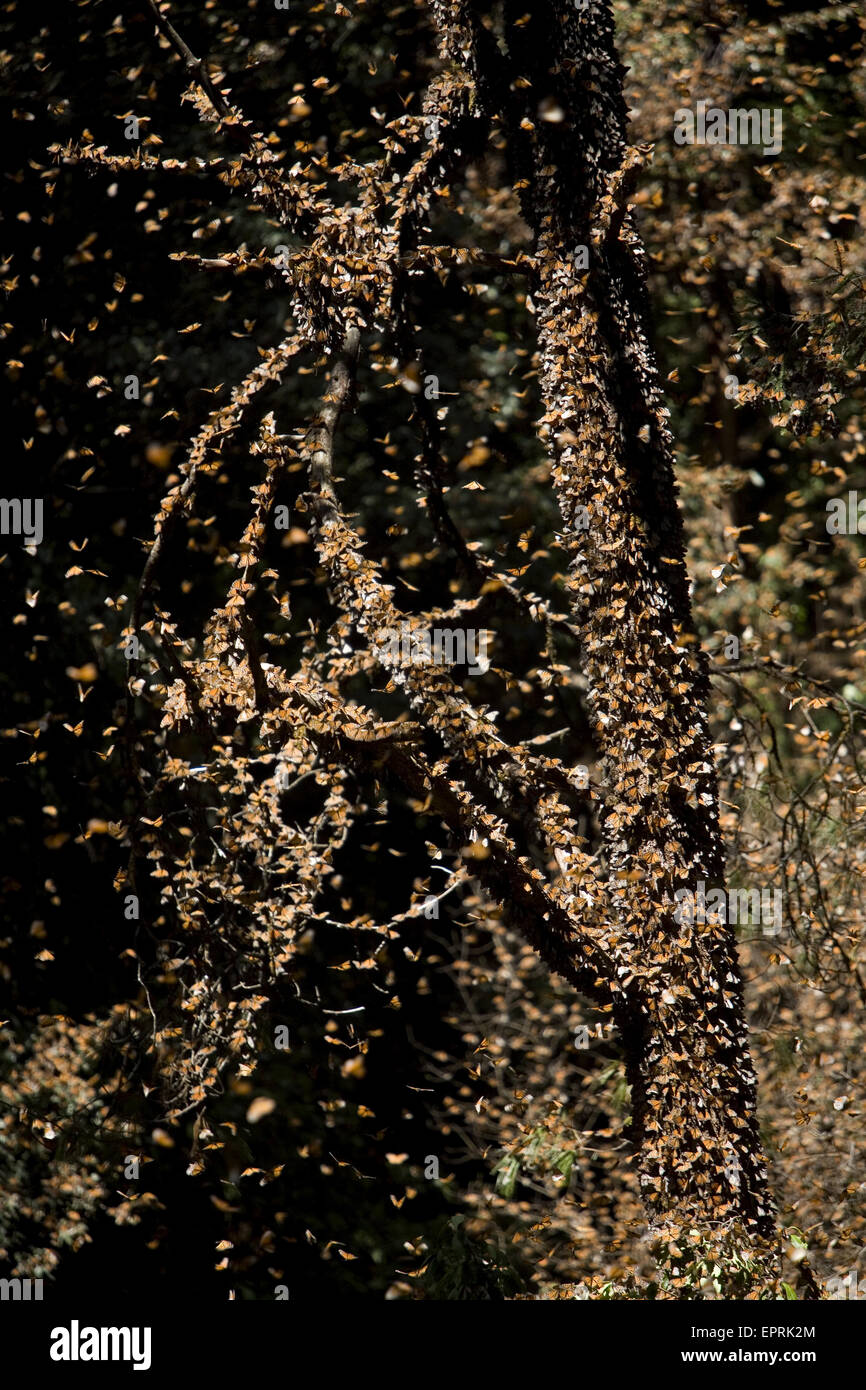 Monarch butterflies (Danaus plexippus) fly in Cerro Pelon Sanctuary for monarch butterflies near Capulin village in Mexico State, Mexico Stock Photo