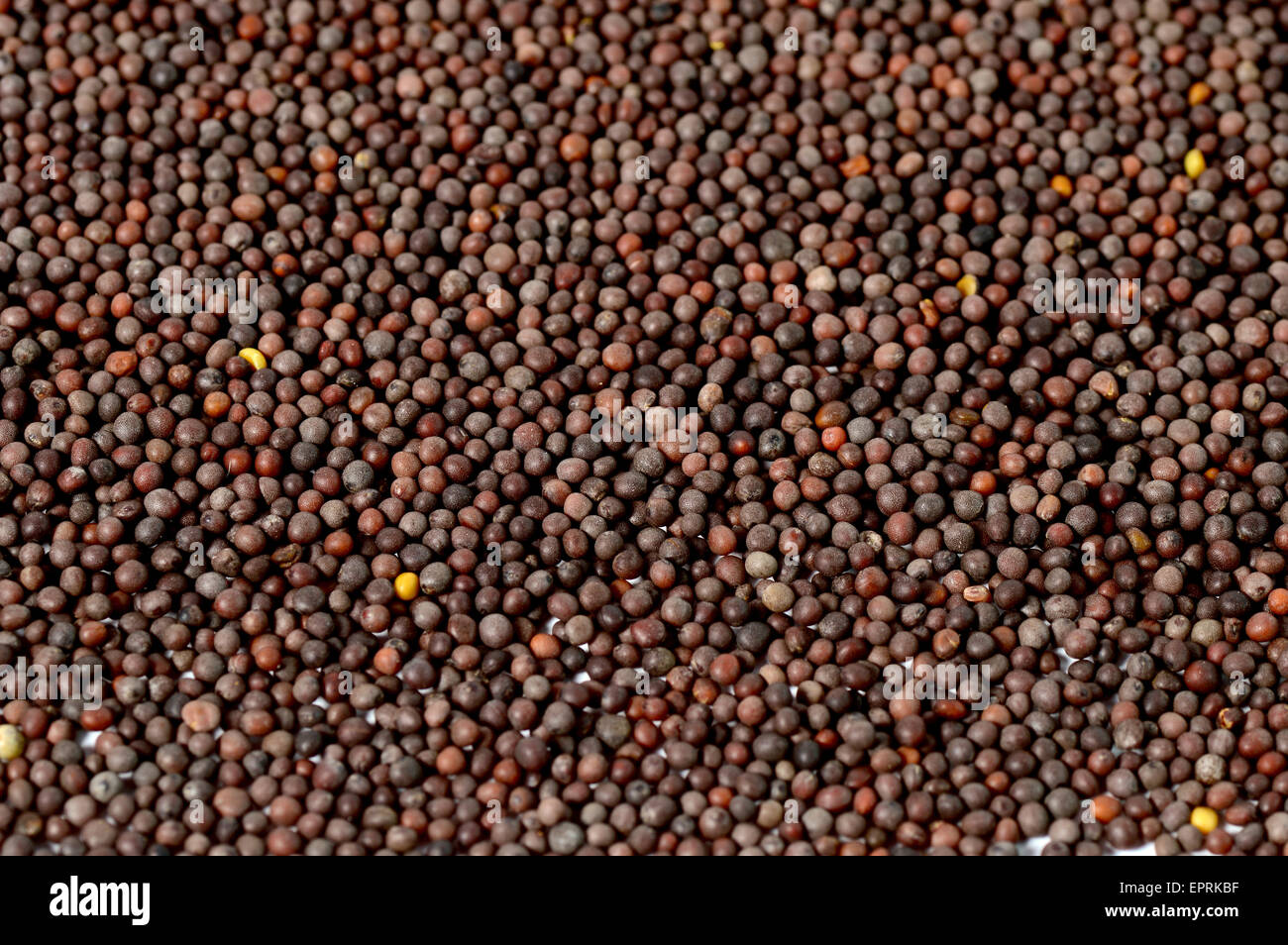 Brown Mustard Seeds Stock Photo Alamy