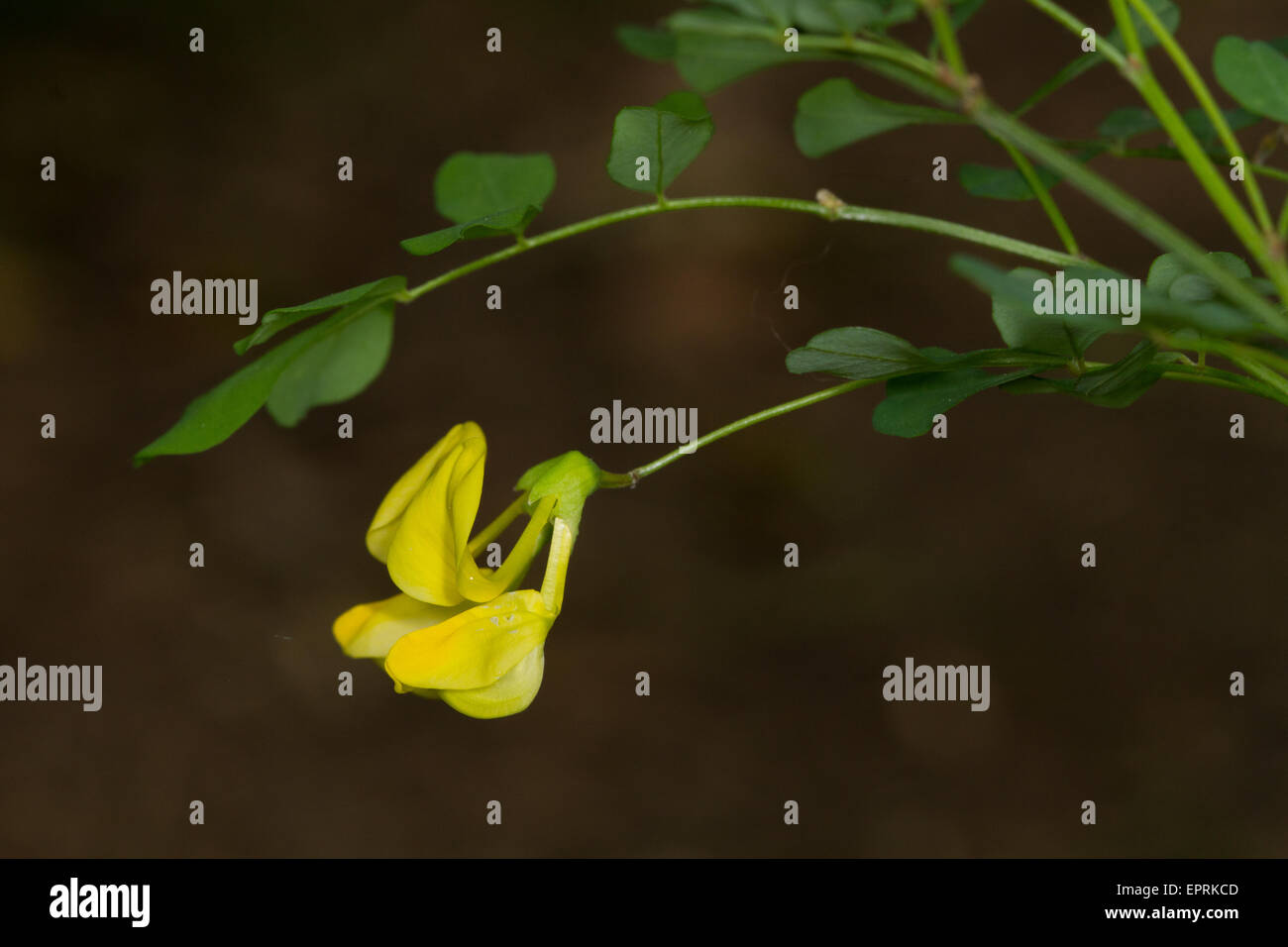 Scorpion Senna (Hippocrepis emerus) flower Stock Photo Alamy