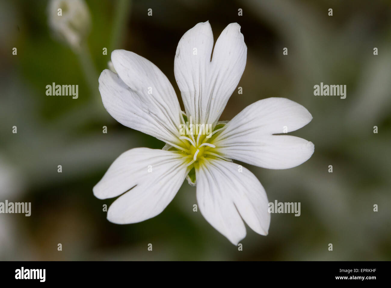 Snow-in-summer (Cerastium tomentosum) flower Stock Photo