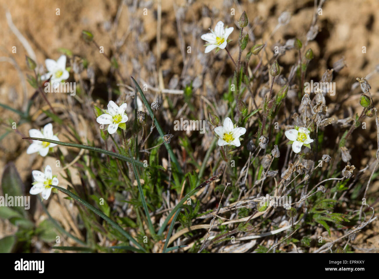 Spring Sandwort (Minuartia verna) flowers Stock Photo